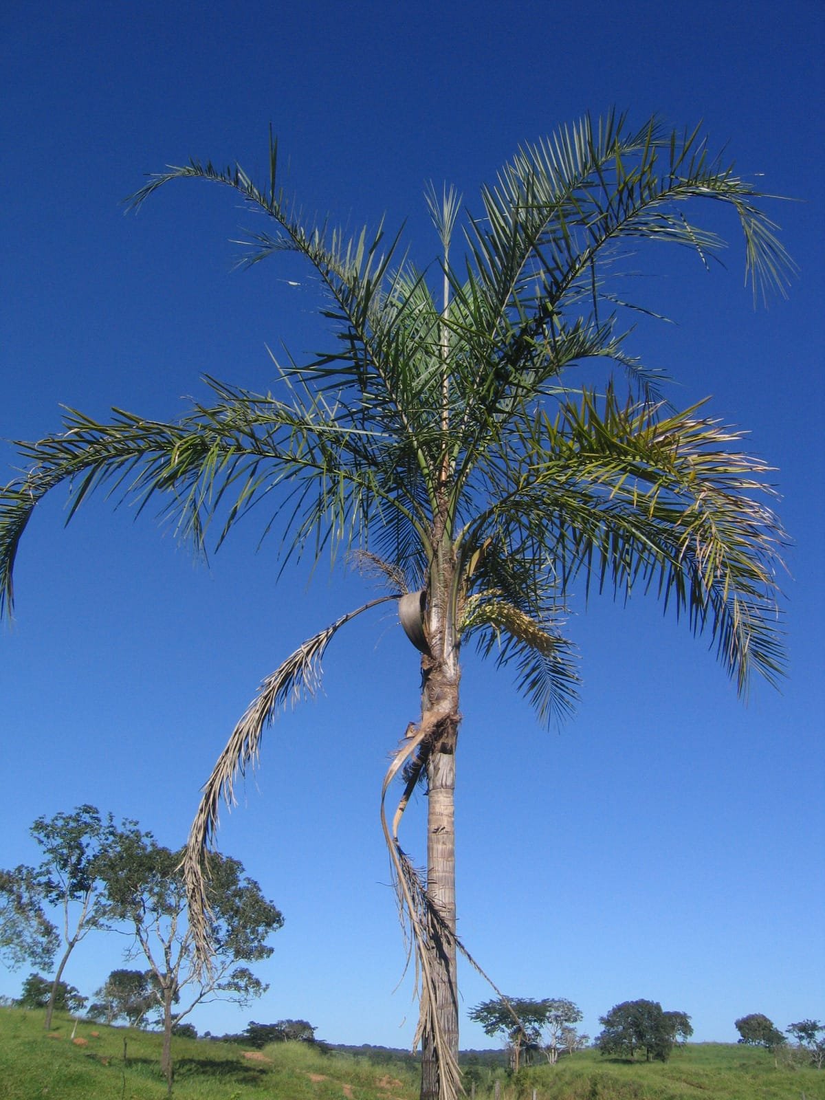 Palmeira de Guariroba