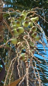 Semente de Guariroba-Gueiroba