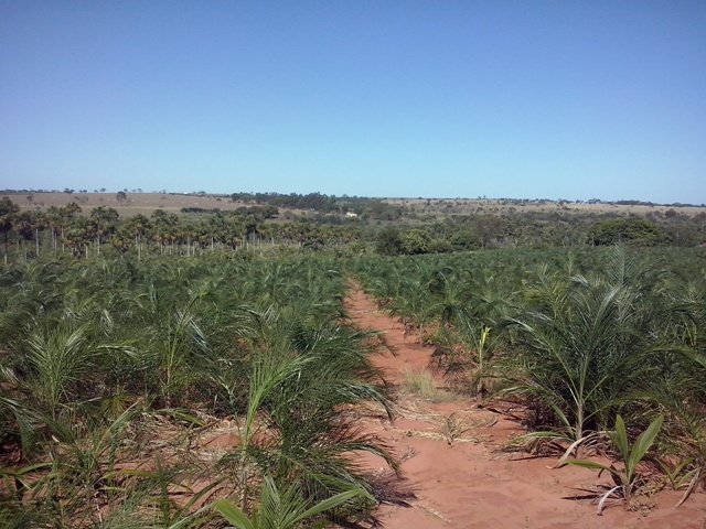 Plantação de Guariroba